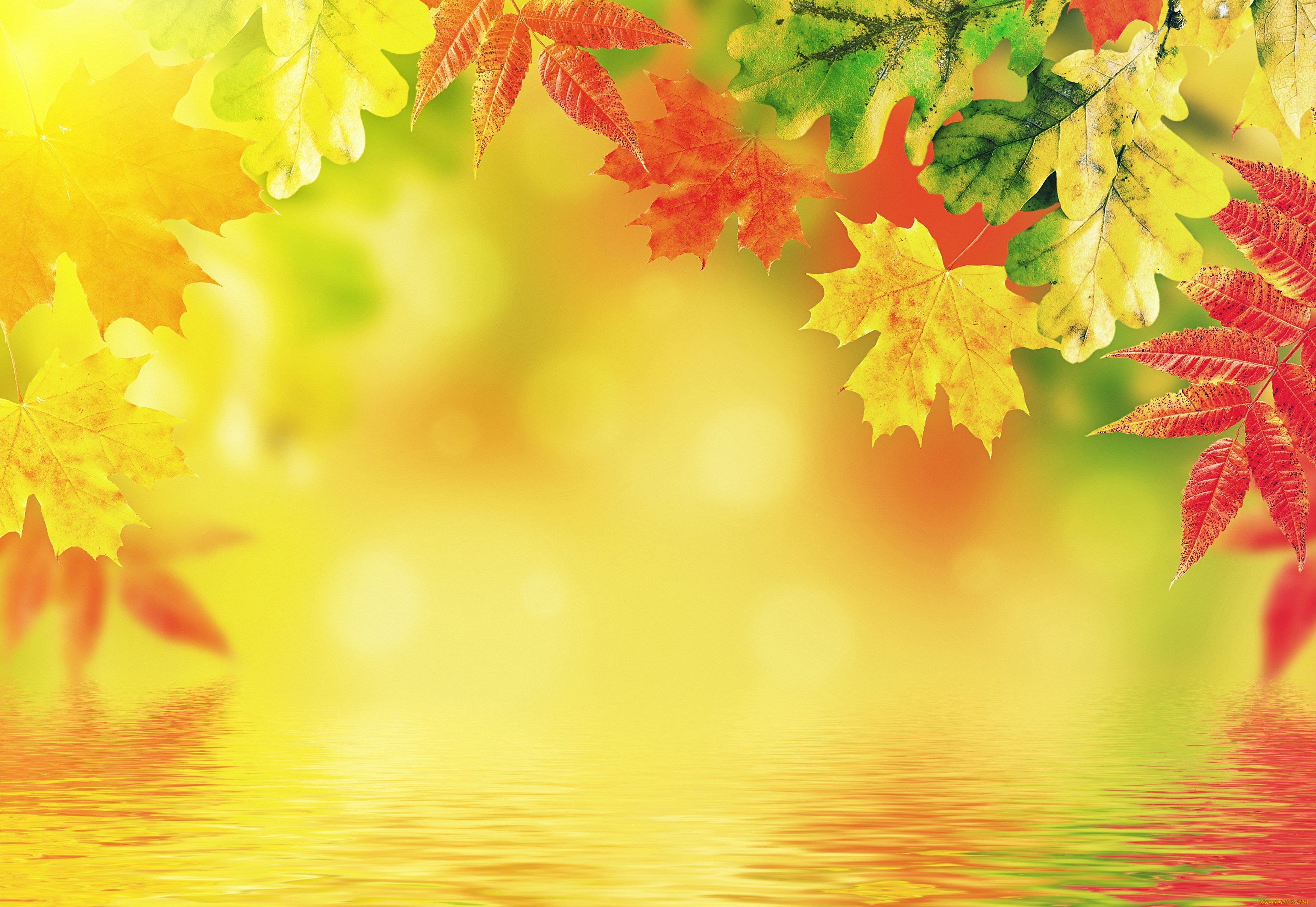 ,  , leaves, autumn, background, , , 